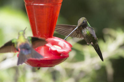 Close-up of red bird flying