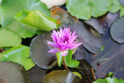 Close-up of lotus water lily in pond