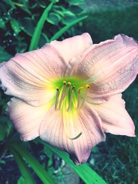 High angle view of insect on flower