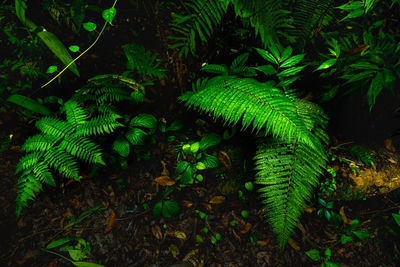 High angle view of fern amidst trees in forest