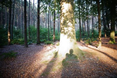 Pine trees in forest