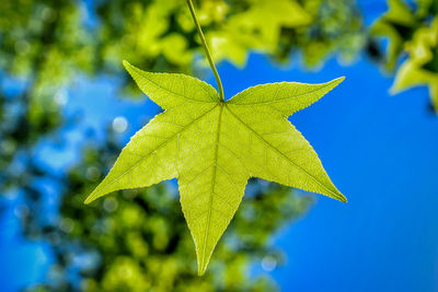 Close-up of leaves