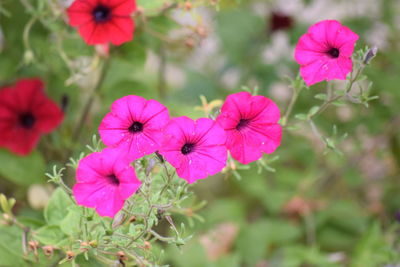 Close-up of pink flowers