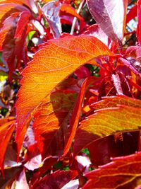 Close-up of leaves