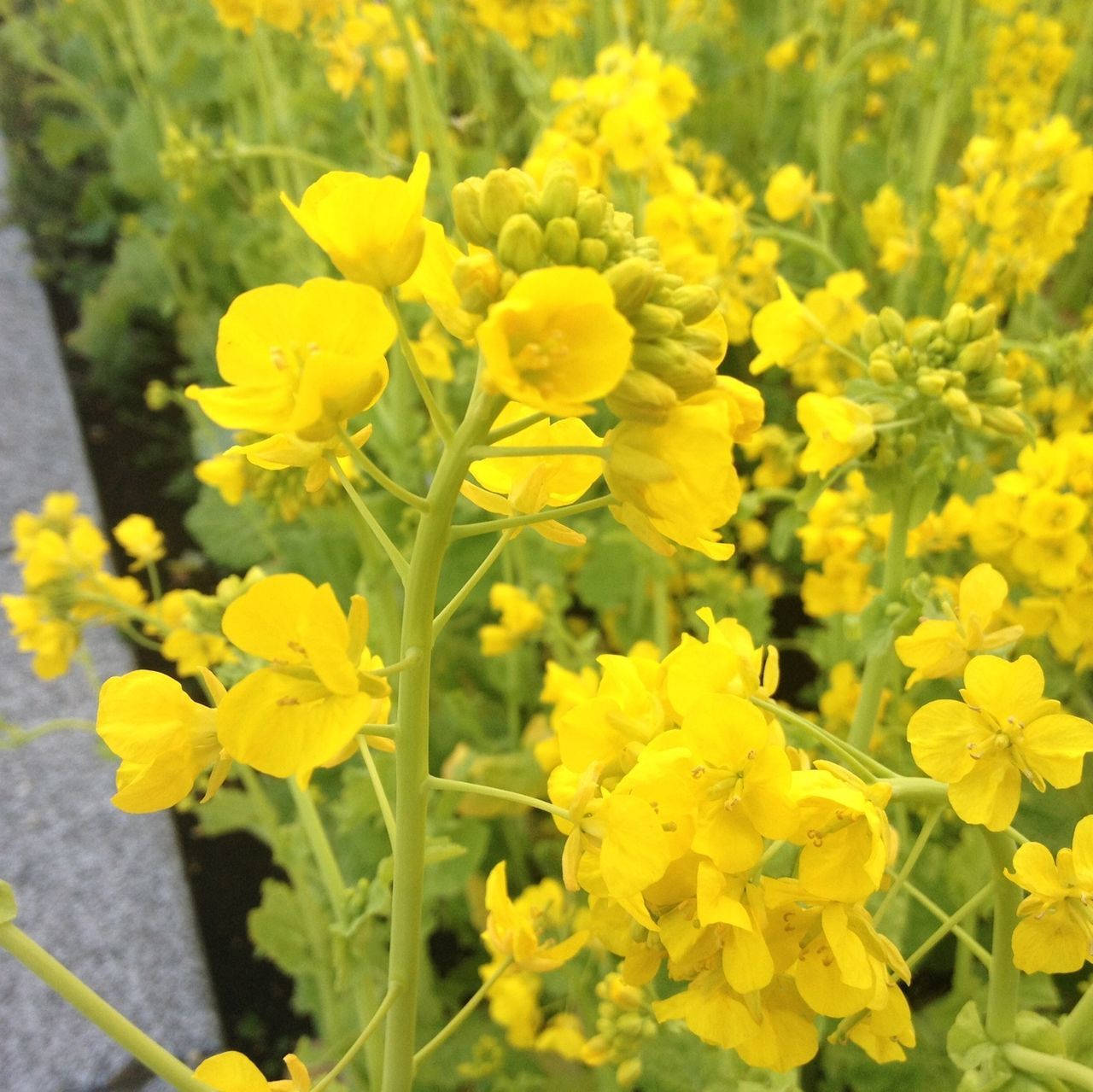 flower, yellow, freshness, fragility, petal, growth, beauty in nature, flower head, blooming, nature, plant, close-up, focus on foreground, in bloom, day, botany, outdoors, blossom, high angle view, vibrant color