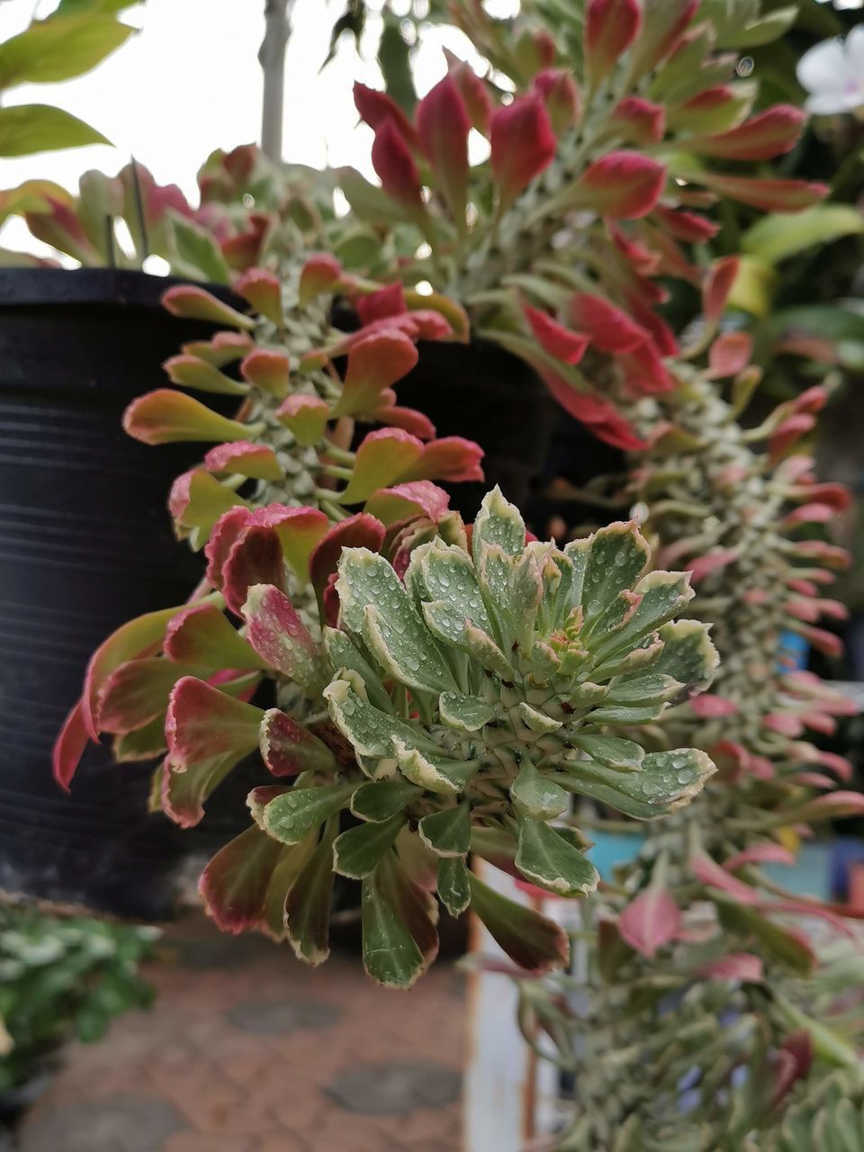 CLOSE-UP OF POTTED PLANTS