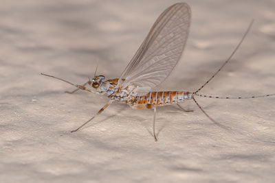 Close-up of butterfly