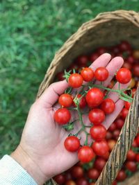 Cropped hand of woman holding cherry tomatoes