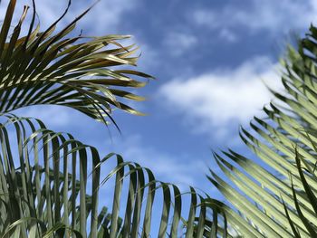 Low angle view of palm tree against sky