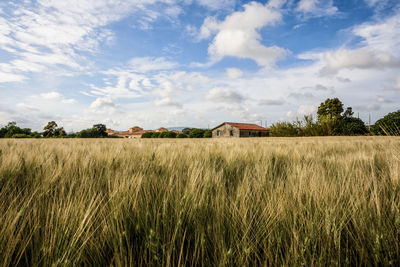 Scenic view of agricultural field against sky