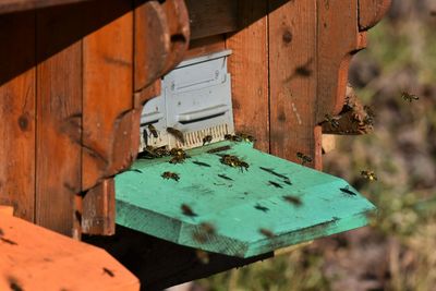 Close-up of beehive