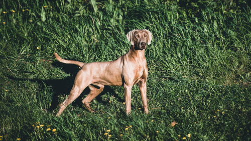 Dog on field