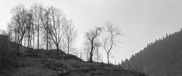 Low angle view of trees on mountain against sky