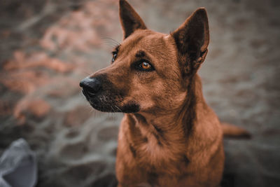 Close-up of dog looking away