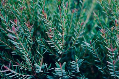 Close-up of pine tree