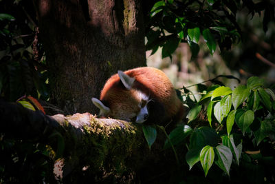 Close-up of a red panda sleeping on a tree branch