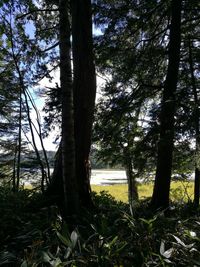 Trees on field in forest against sky