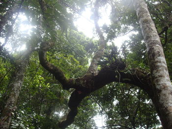 Low angle view of tree