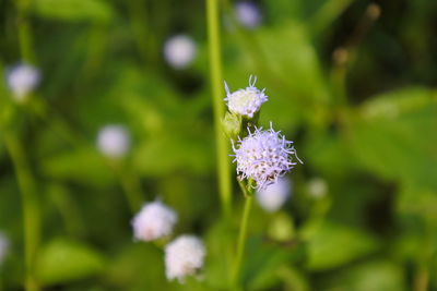 Close-up of small purple flowering plant