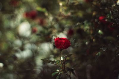 Close-up of red rose