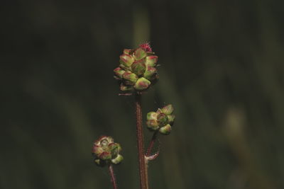 Close-up of flower buds