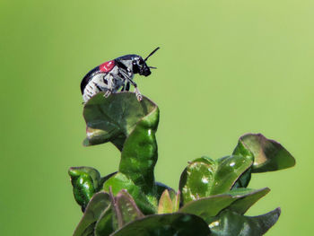 Close-up of insect on plant