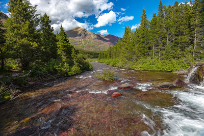 Scenic view of stream amidst trees in forest against sky