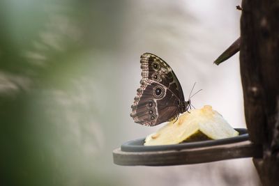 Close-up of butterfly