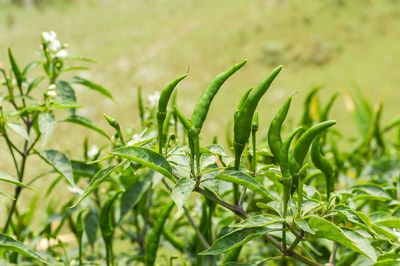 Close-up of fresh green plant