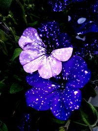 High angle view of purple flowering plant