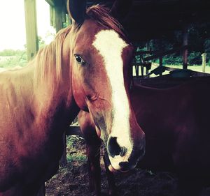 Portrait of horse standing outdoors