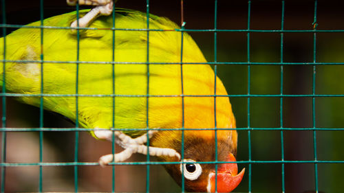 Close-up of a bird in cage