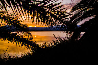 Silhouette plants by lake against sky during sunset