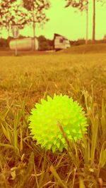 Surface level of grassy field