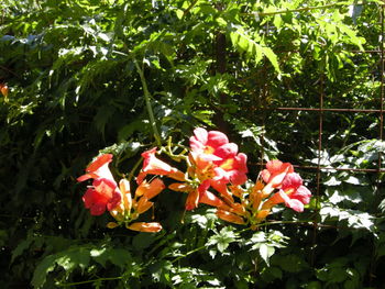 Close-up of red flowers