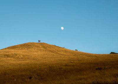 Scenic view of full moon over golden field against clear blue sky