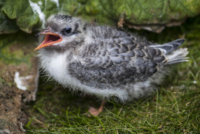 Close-up of bird on field