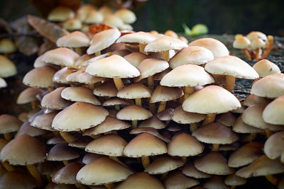 Close-up of mushrooms growing outdoors