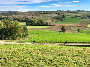 Scenic view of agricultural field against sky