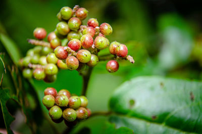 Close-up of berries growing on tree