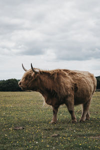 Side view of the highland cattle standing in a field inside the new forest park in dorset, uk.