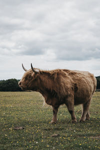 Horse standing in a field