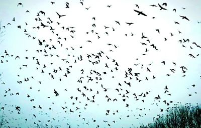 Flock of birds flying against sky