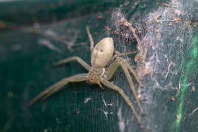 Close-up of spider