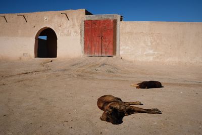 View of a sleeping cat