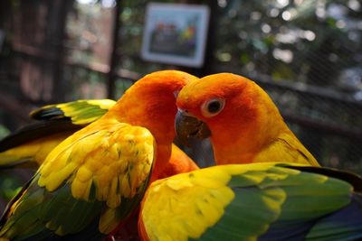 Close-up of parrot perching on tree