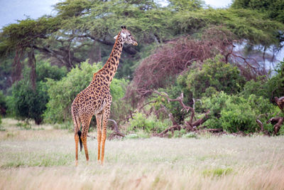 Giraffe is walking in the savannah between the plants