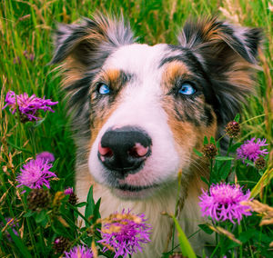 Close-up portrait of a dog