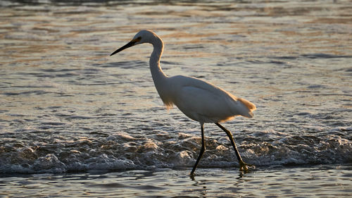 Side view of bird on beach