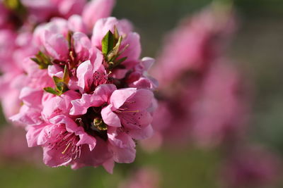 Close-up of insect on pink flower